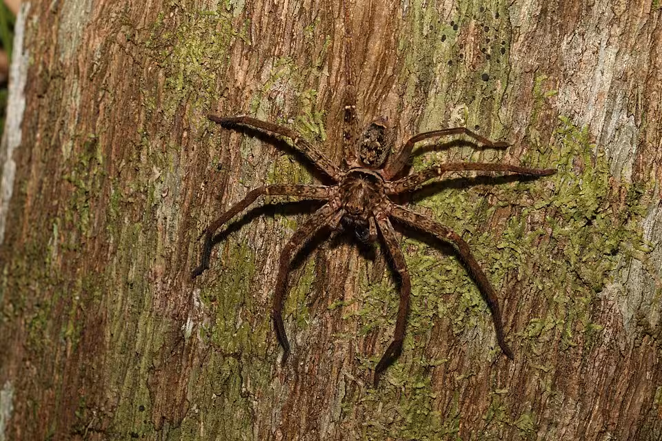 A Close Look At Heteropoda Jugulans