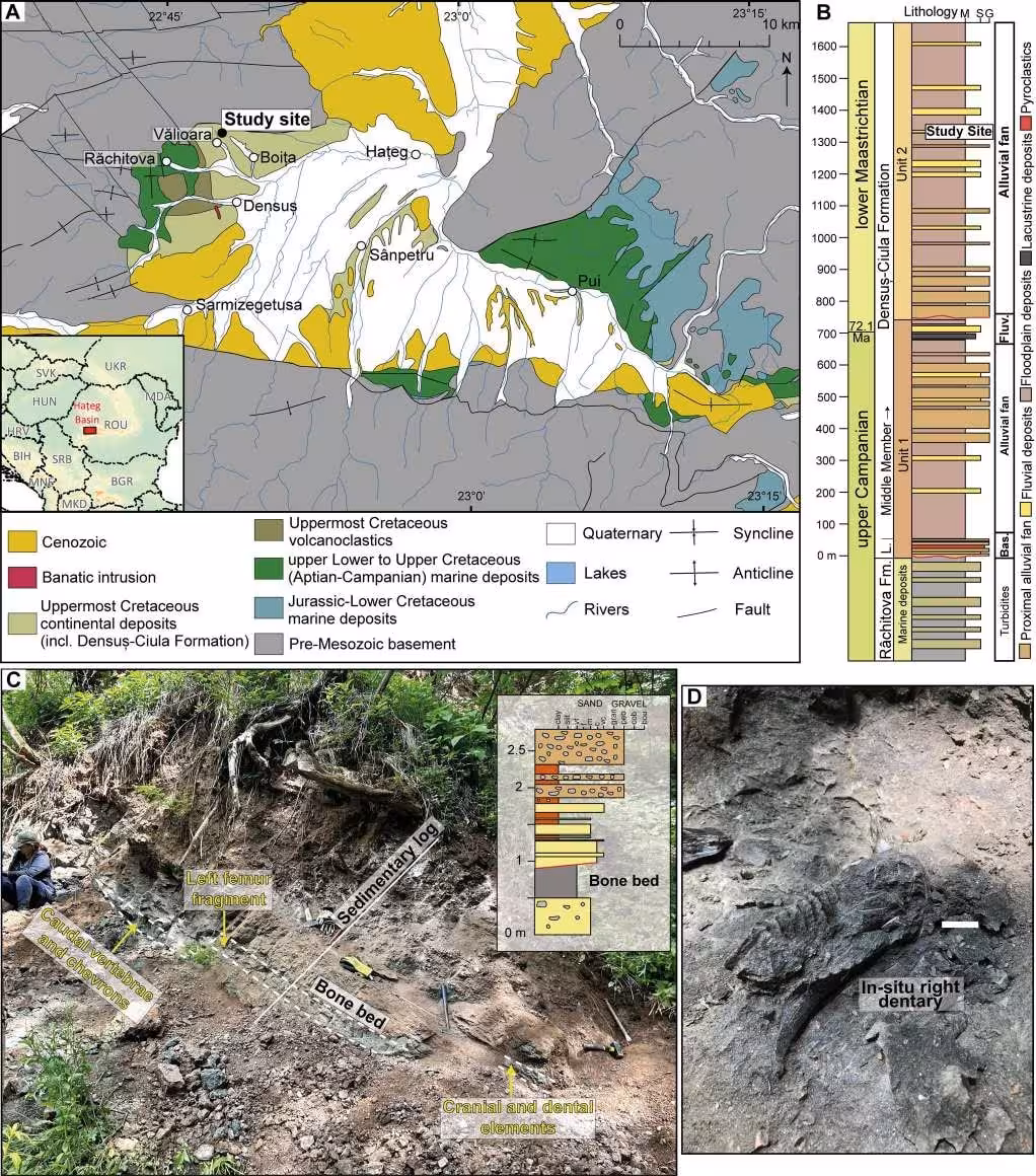 Fossil Bed In Romania Linked To A Newly Identified Dinosaur Species.