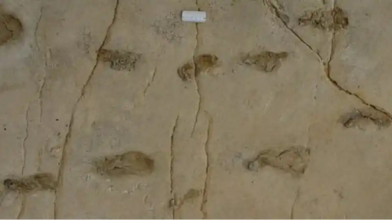The 6.05 Million Year Old Trachilos Footprints In Crete