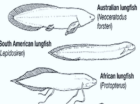 dipnoi lungfish