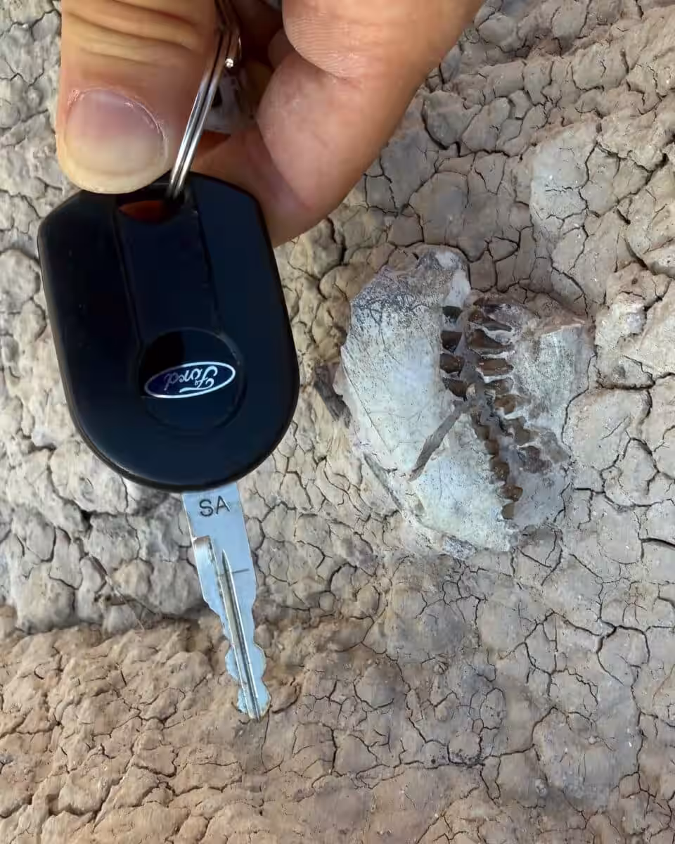 An Ancient Fossil, No Bigger Than A Car Key, Discovered In The Badlands