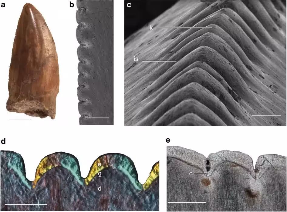 Close Up Views Of Dimetrodon Teeth Reveal Their Blade Like Shape And Finely Serrated Cutting Edges