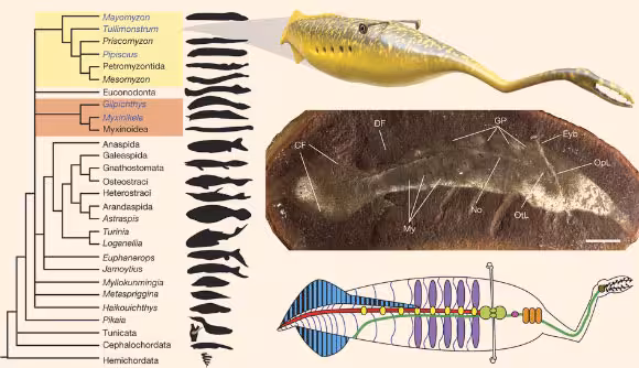 The Anatomical Features And Evolutionary Classification Of Tullimonstrum Gregarium
