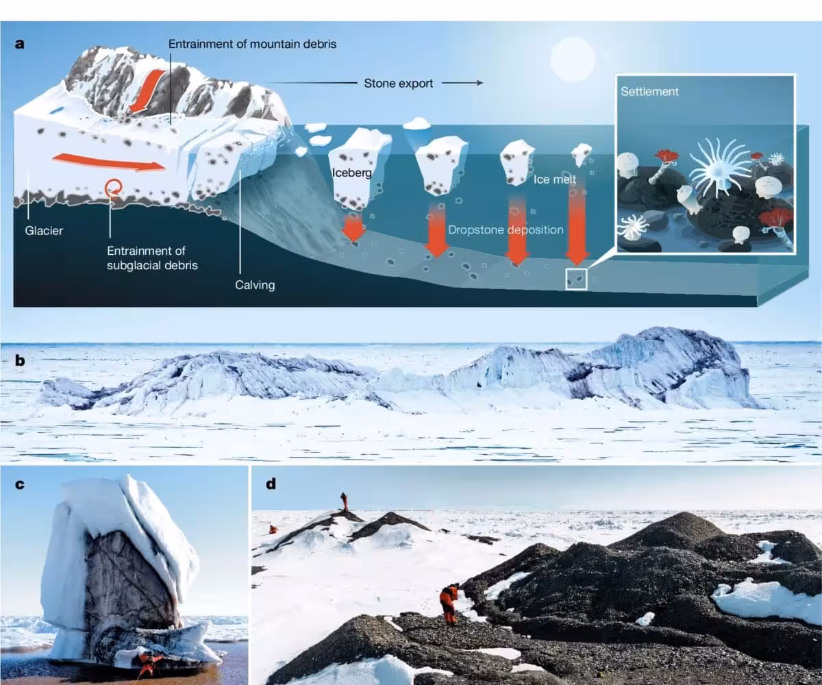 Schematic Showing How Melting Icebergs Deposit Rocks That Support Life On The Arctic Seafloor.