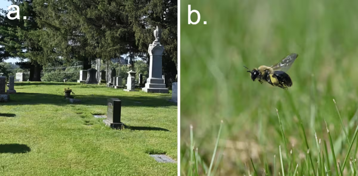 a) East Lawn Cemetery showing area of high nest density, b) female Andrena regularis in flight