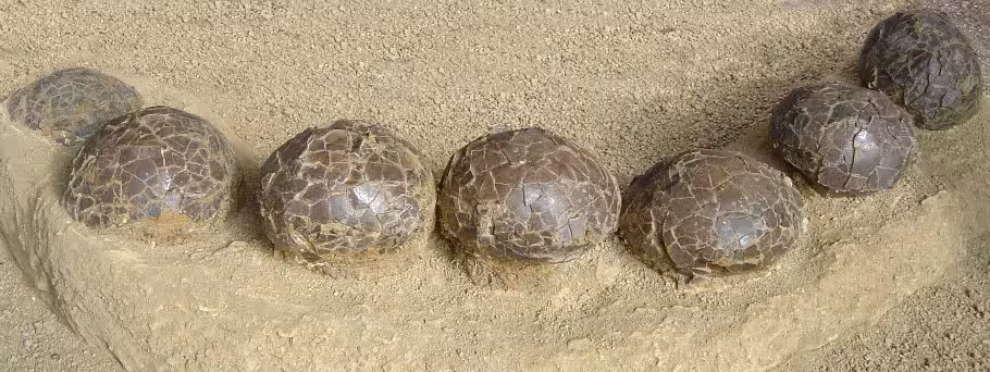 Discovery Of The Site, Where A Considerable Number Of Dinosaur Eggs And Nests Were Found In Situ