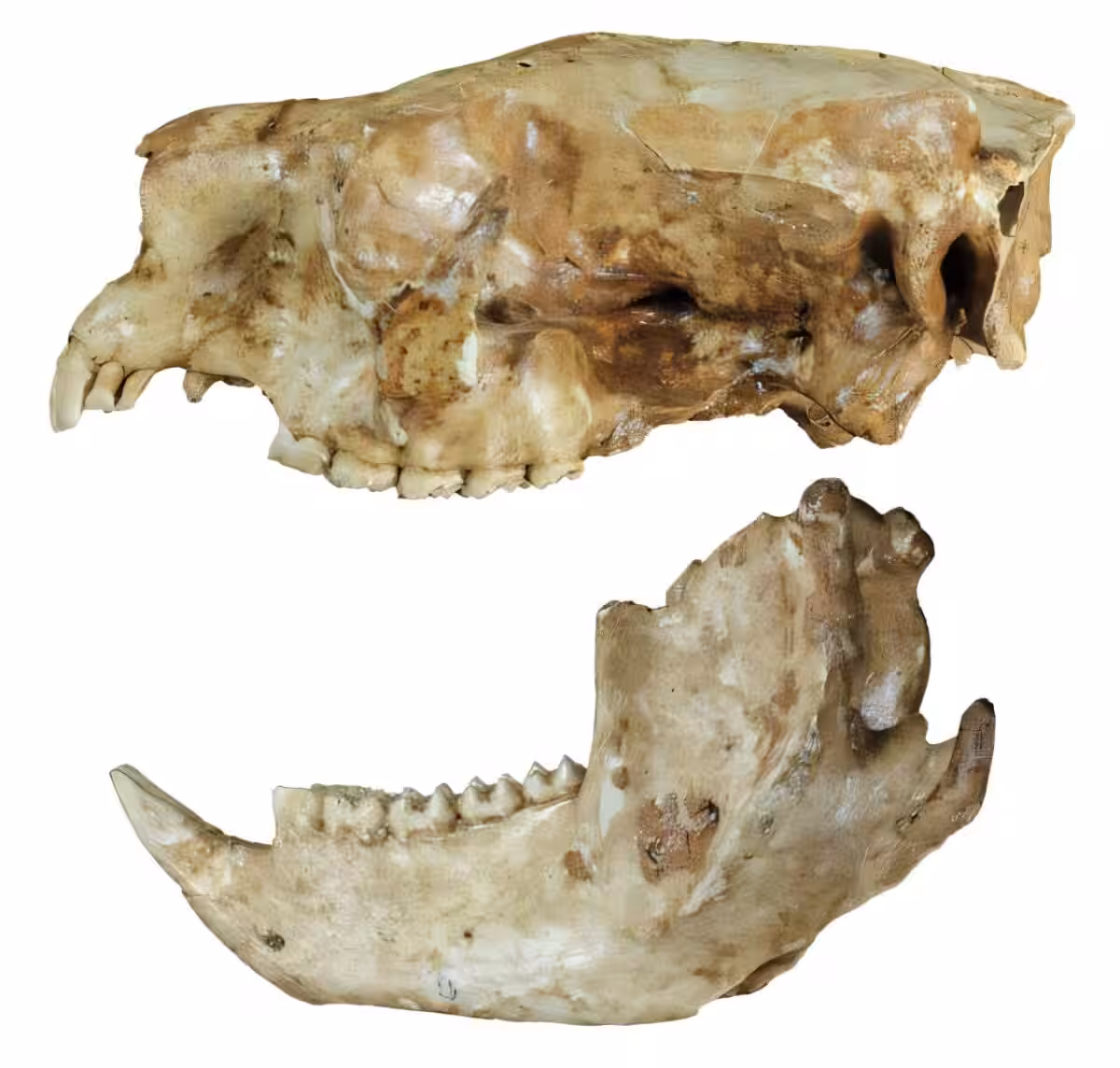 Skull And Lower Jaw Of Phascolarctos Sulcomaxilliaris