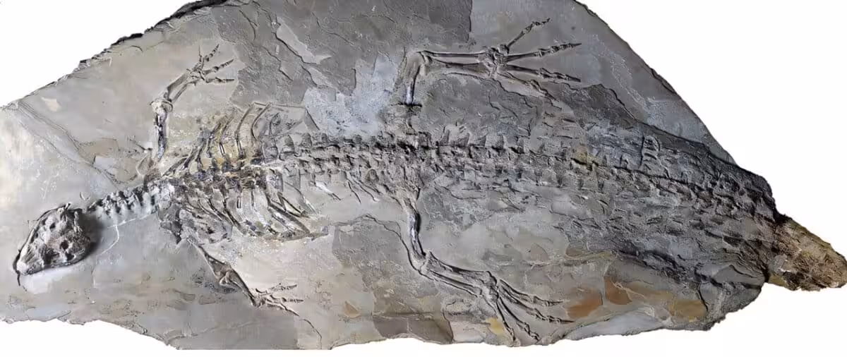 An Extraordinary Fossi 1