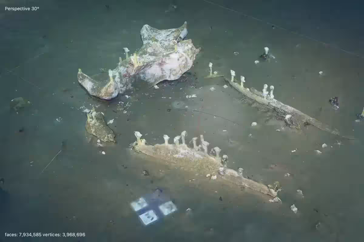The Whale Fall Was Discovered And First Surveyed In 2009 At A Depth Of 1,288m