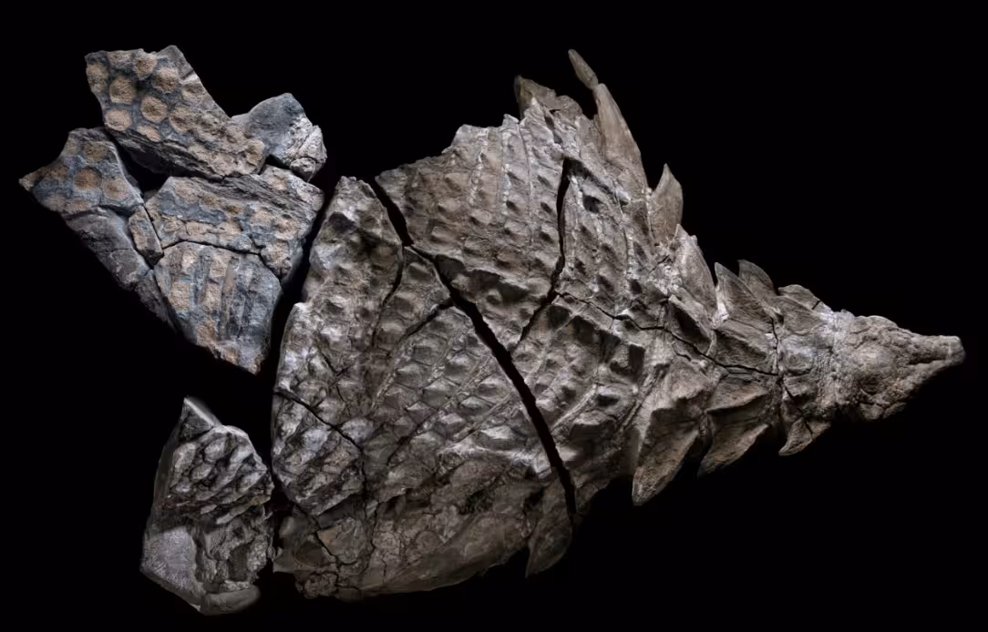 In life, this imposing herbivore—called a nodosaur—stretched 18 feet long and weighed nearly 3,000 pounds.