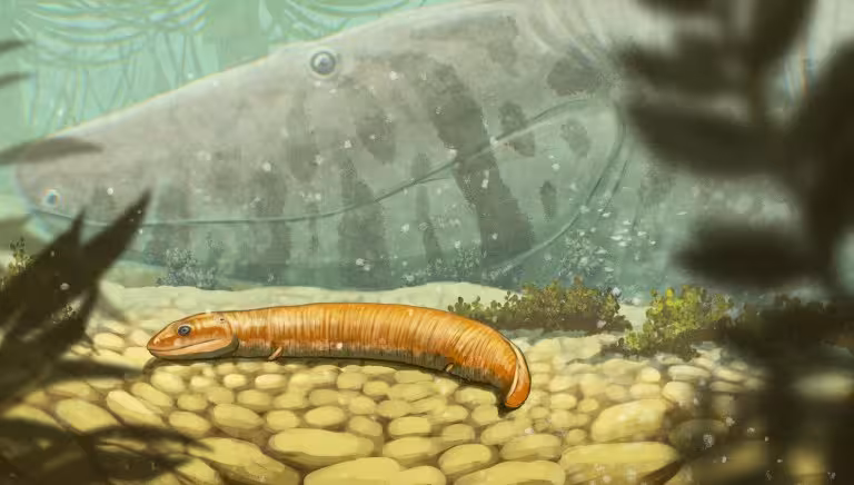 Reconstruction Showing A Juvenile Embolomere Alongside An Adult