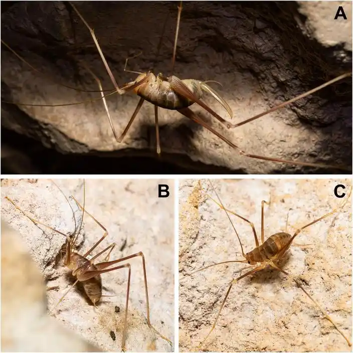 Images Of Dolichopoda Balrogi, The Newly Identified Cave Cricket Discovered On The Greek Island Of Kastellorizo.