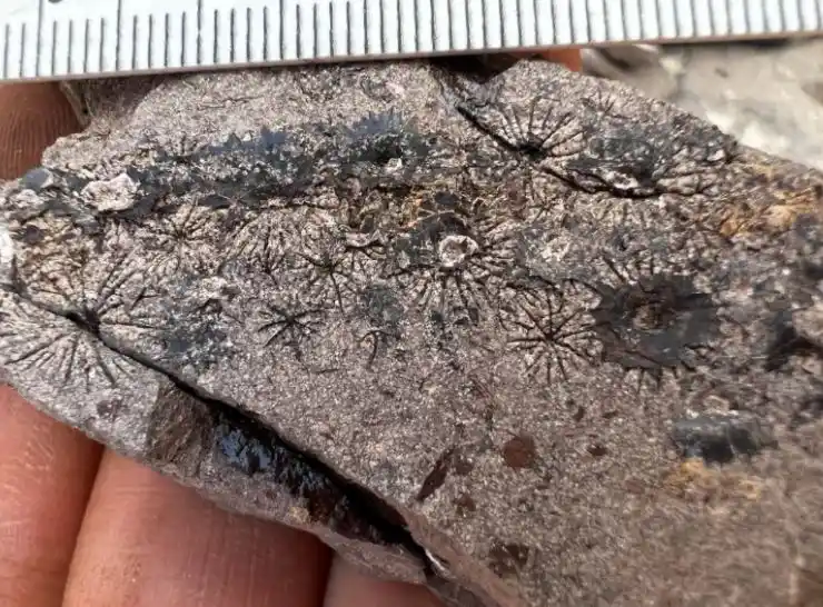Fossil Detail From Qreiya 3 Showing Delicate Star Shaped Imprints