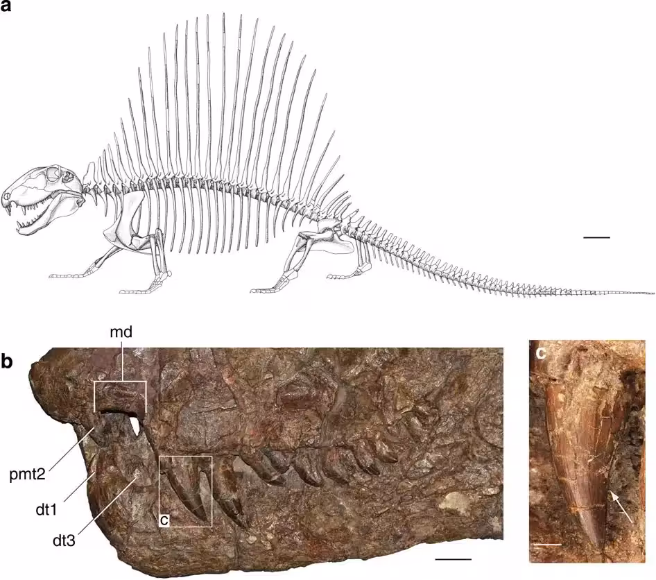 Reconstruction Of A Dimetrodon Skeleton Alongside Fossil Jaw Remains And A Close Up Of A Preserved Tooth