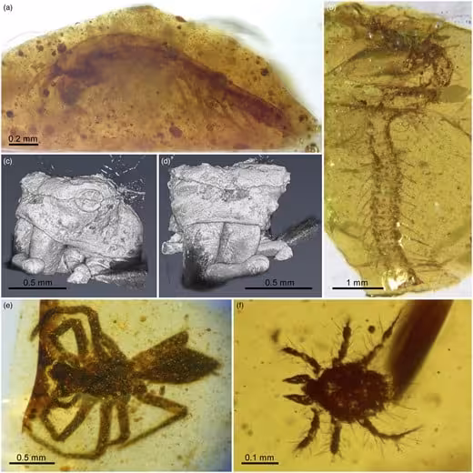 Microscopic Views Of Arthropod Inclusions Trapped In El Soplao Amber