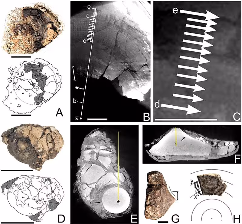 Fossil Vertebrate Remains Found Alongside The Otodus Megalodon Vertebra From Denmark's Gram Formation.