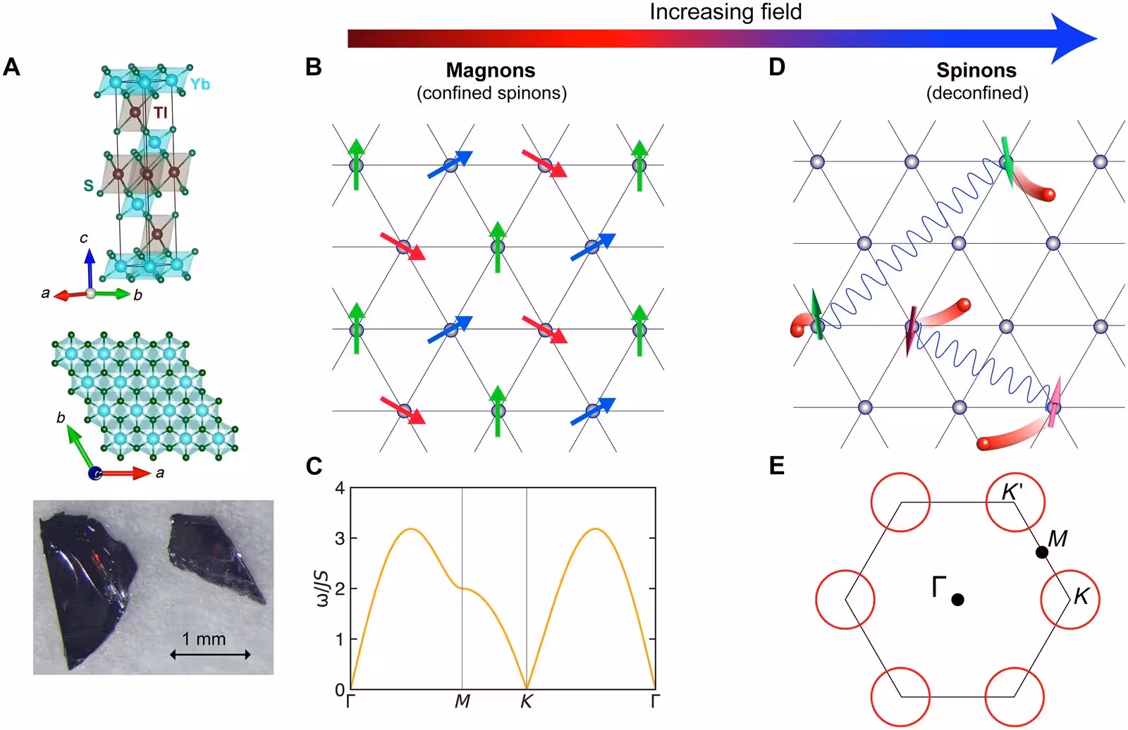 Fig. 1: Crystal structure, magnetic order, and QSL state in TlYbS2. (A) Trigonal crystal structure of TlYbS2. Top: Layered structure showing stacking along the c axis, with Yb (cyan), S (green), and Tl (brown) atoms. Center: Triangular lattice of Yb3+ ions in the ab plane. Bottom: Optical image of representative thin plate–like single crystals. See the Supplementary Materials for details of crystal growth and structural characterization. Crystal structures were visualized using VESTA software (54). (B to E) Schematic illustration of the CD transition in TlYbS2 under magnetic field applied along the c axis. The field drives a continuous transition from a phase with magnon (confined spinons) excitations to one with deconfined spinon excitations. (B) Schematic 120° noncollinear AFM order on the triangular lattice at low fields. (C) Schematic magnon dispersion in the ordered phase. Solid lines indicate the gapless Heisenberg limit with Goldstone modes at the Γ and K points along the high-symmetry