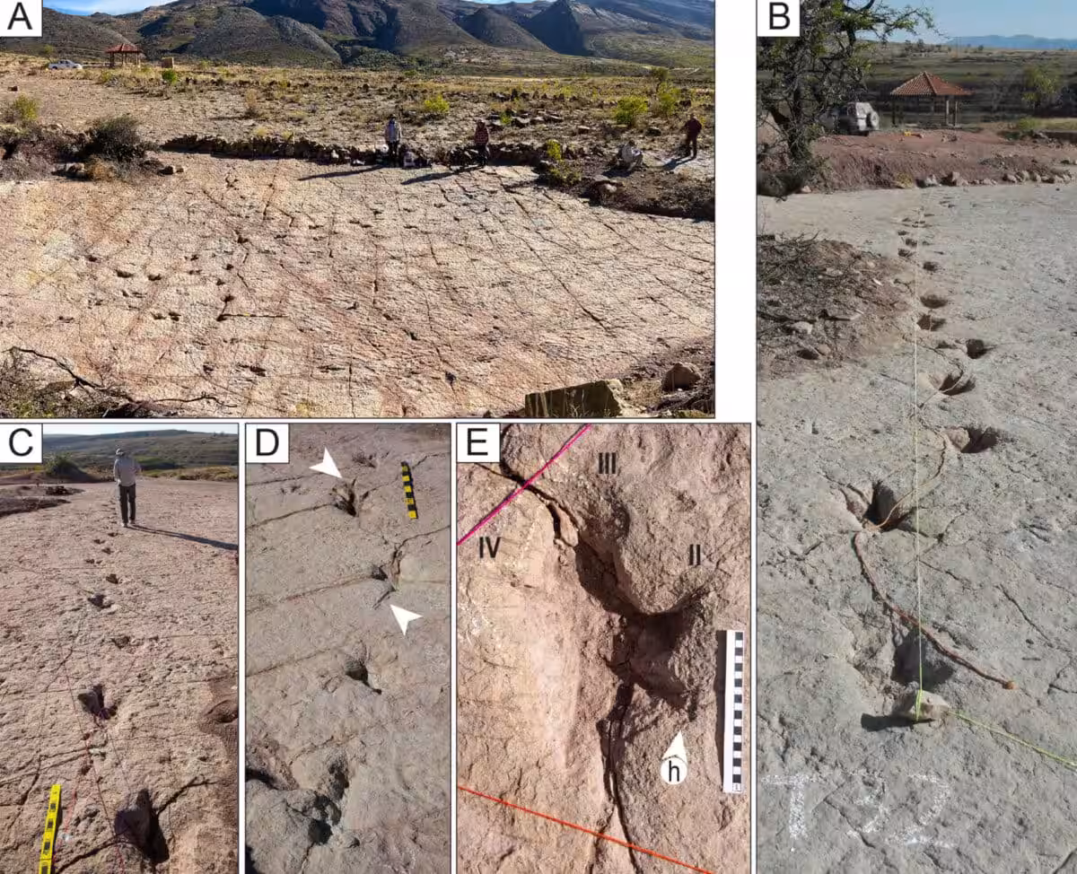 Ancient Theropod Trackways Preserved At Carreras Pampa Include Deep Footprints, Curved Paths, And Possible Tail Drag Marks.