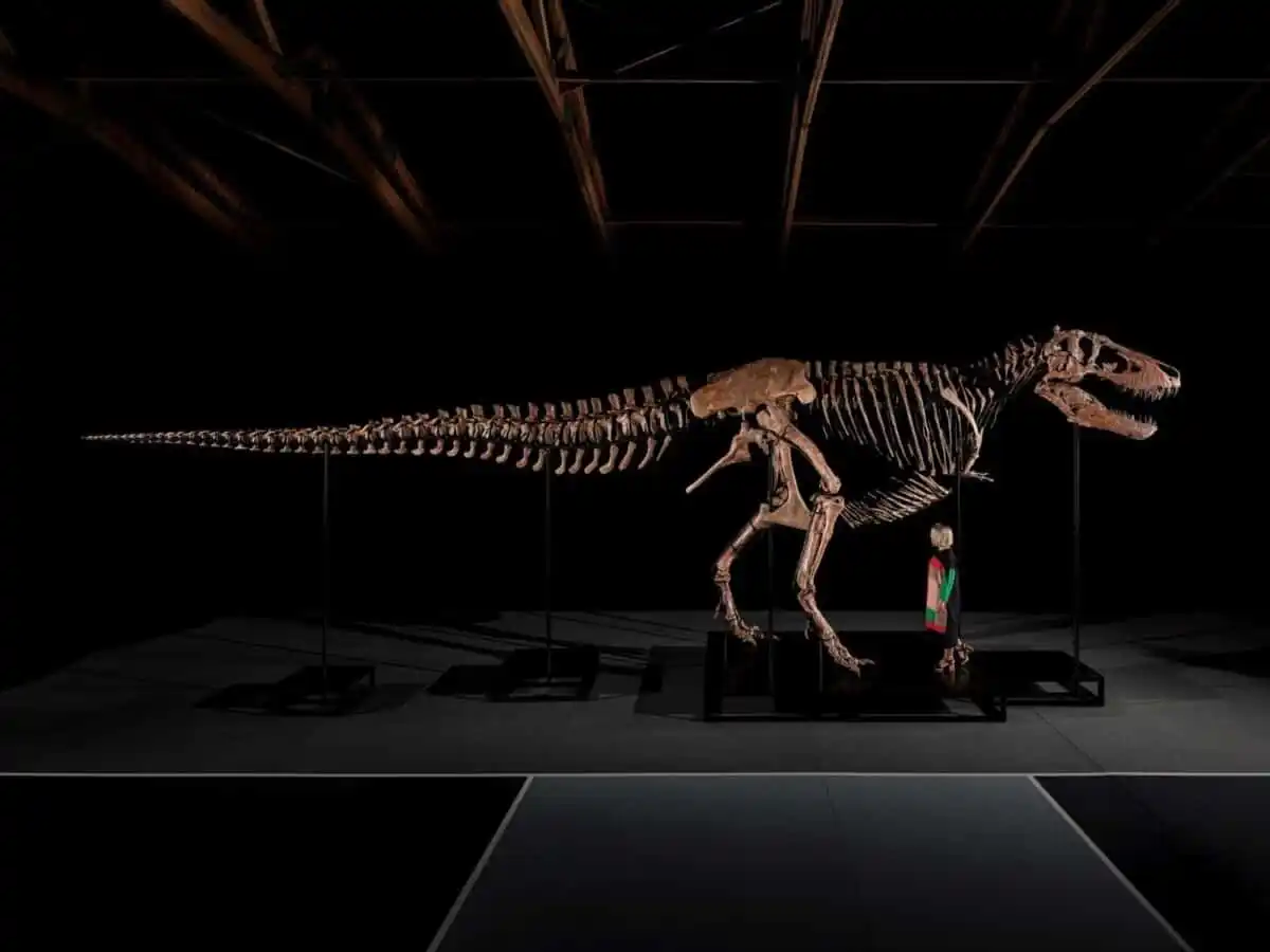 Gus, One Of The Largest And Most Complete T. Rex Specimens Ever Discovered.