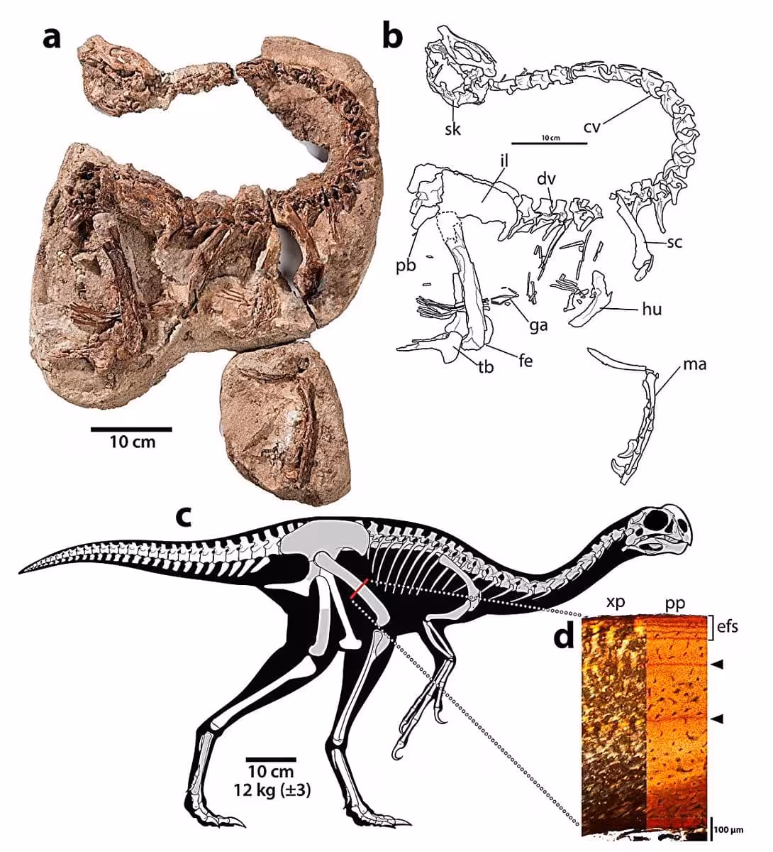 Fossil Remains, Skeletal Reconstruction, And Bone Analysis Of Infernogallus Jamesi, The Dinosaur Nicknamed “hell Chicken.”