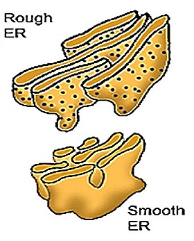 endoplasmic reticulu smooth er rough er 112