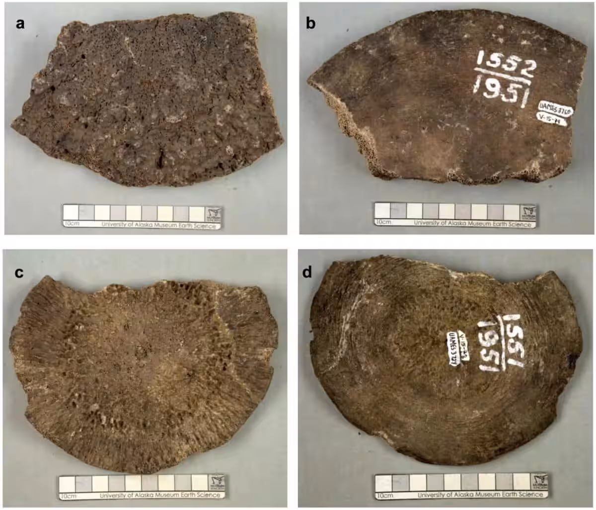 Two Large Bones From The University Of Alaska Museum Of The North, Misidentified For Decades As Mammoth Fossils