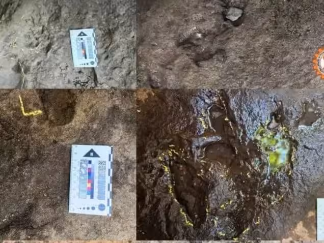 Close Up Photos Show The Dinosaur Tracks Discovered In Thailand.
