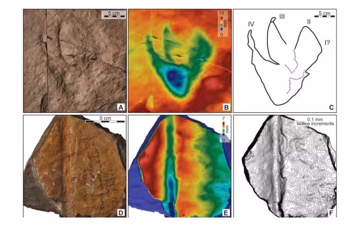 Fossil Tracks Preserved In Upper Triassic Rock