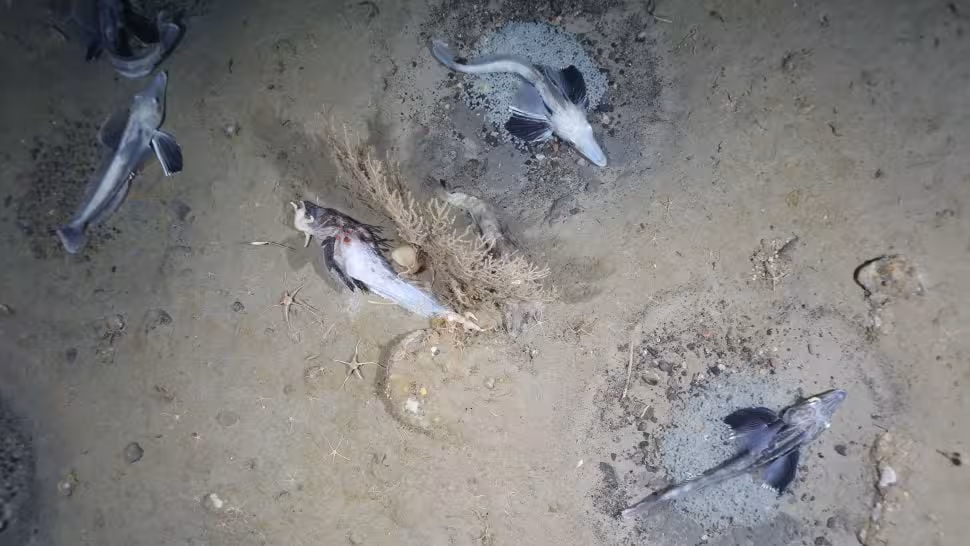 The Nesting Site Also Contained Numerous Fish Carcasses Lying Across The Seabed
