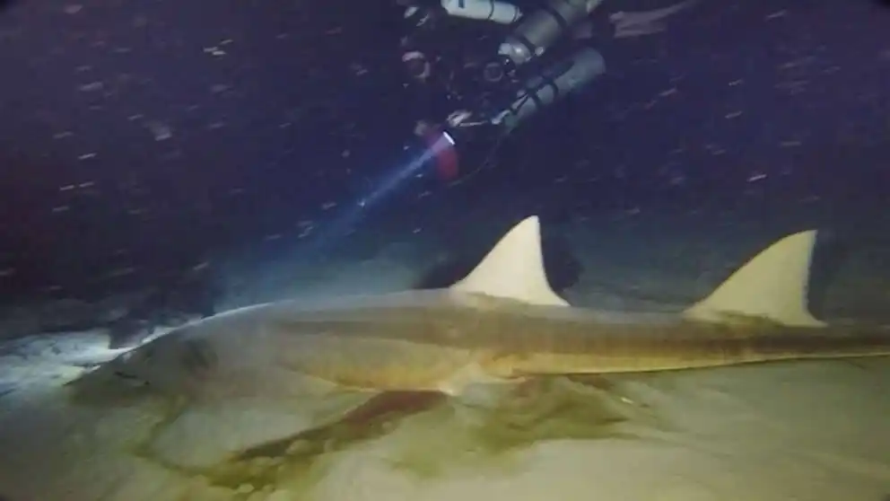 Divers Found Two Deceased Smalltooth Sawfish, An Endangered Species, At The Bottom Of Amberjack Hole.