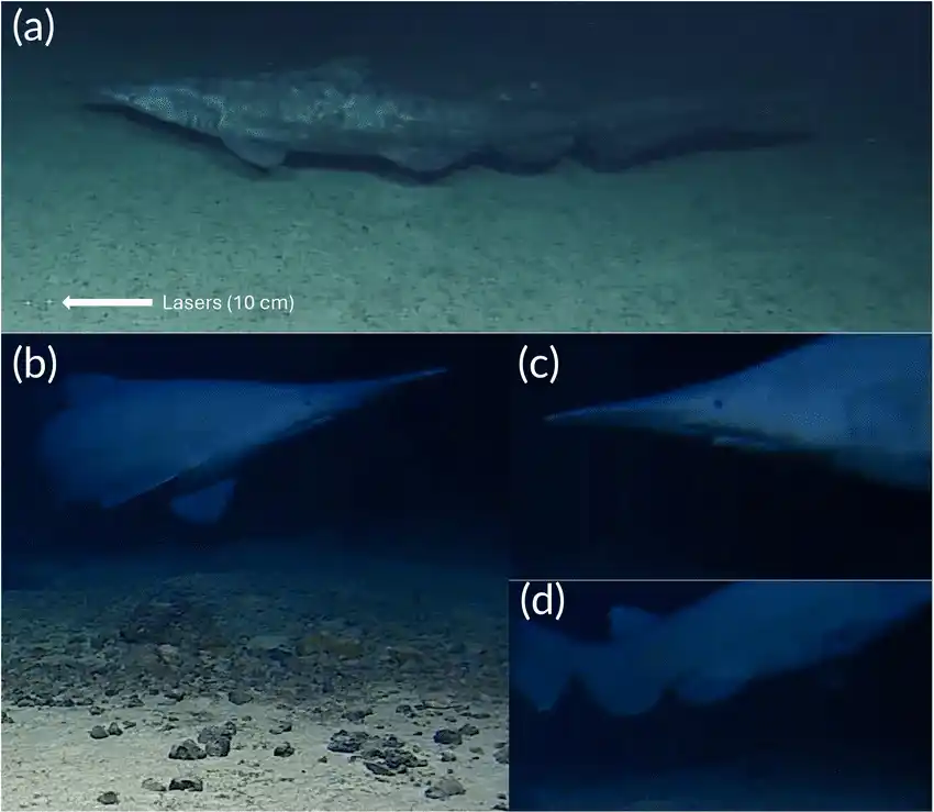 Rare Deep Sea Images Reveal The Goblin Shark Up Close
