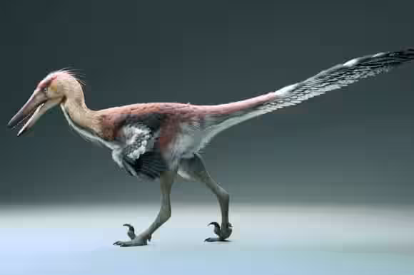 Artist's Reconstruction Of Kank Australis