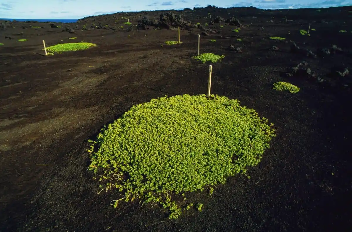 Changes On Surtsey Are Closely Monitored By Scientists
