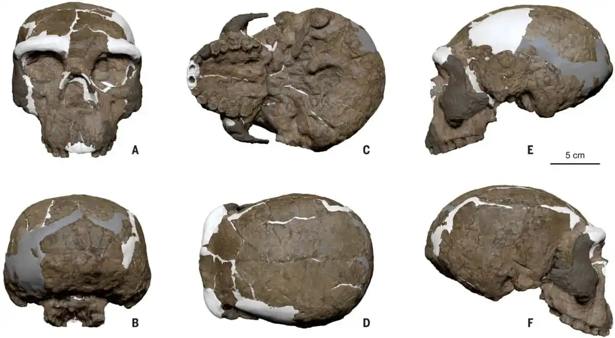 Digital Reconstruction Of The Yunxian 2 Skull,