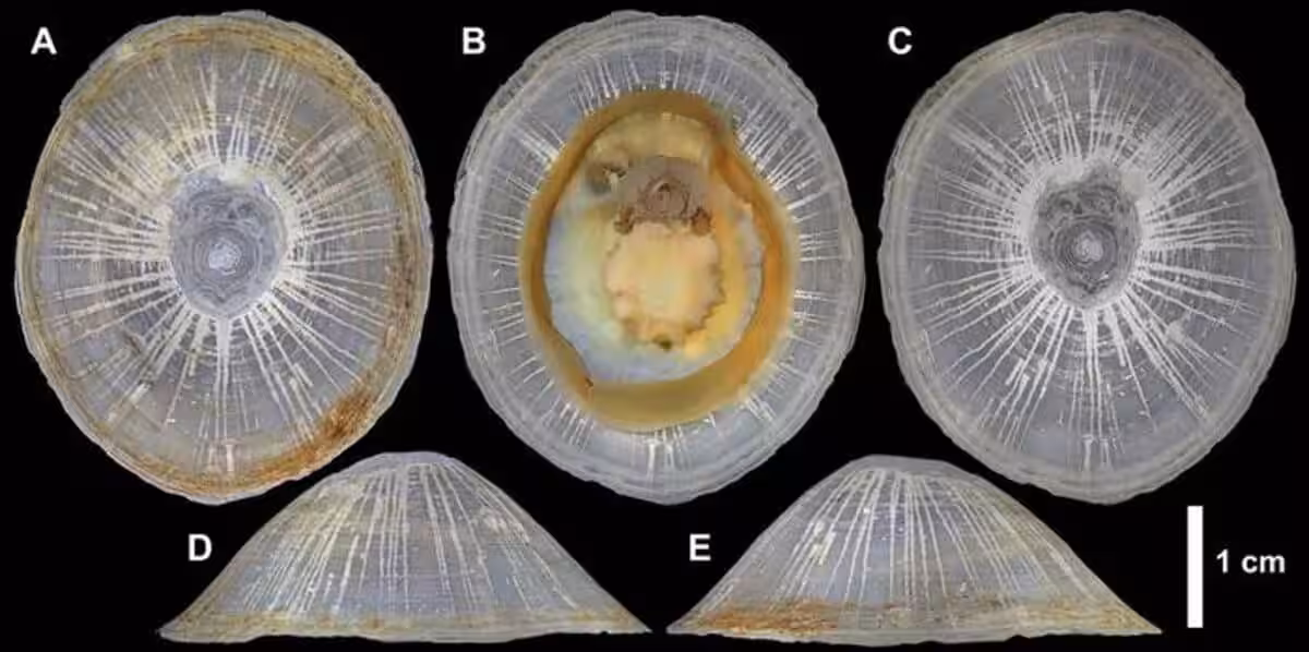 Bathylepeta Wadatsumi
