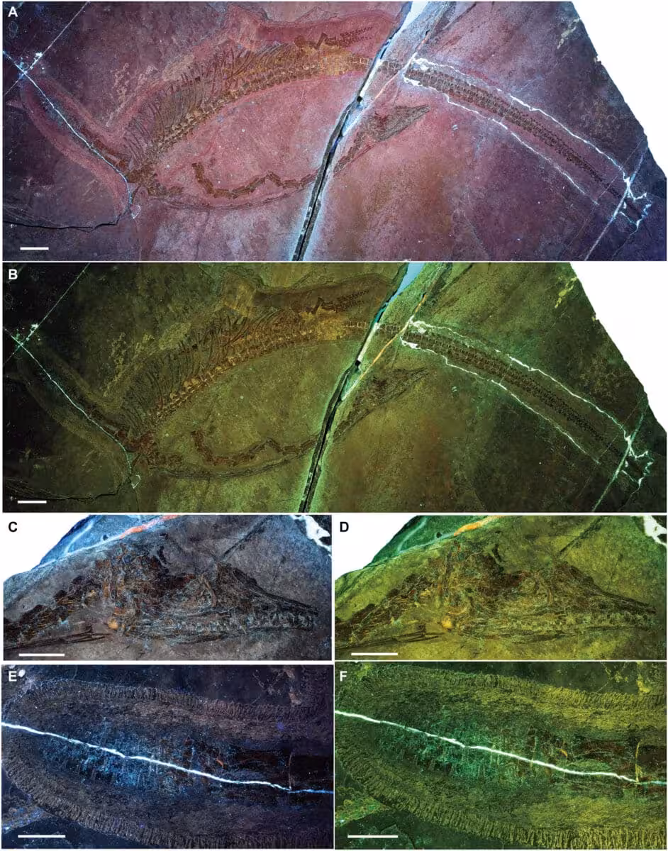 Uv Light Images Reveal Fine Details Of The Austronaga Minuta Skeleton, Skull, And Forelimb