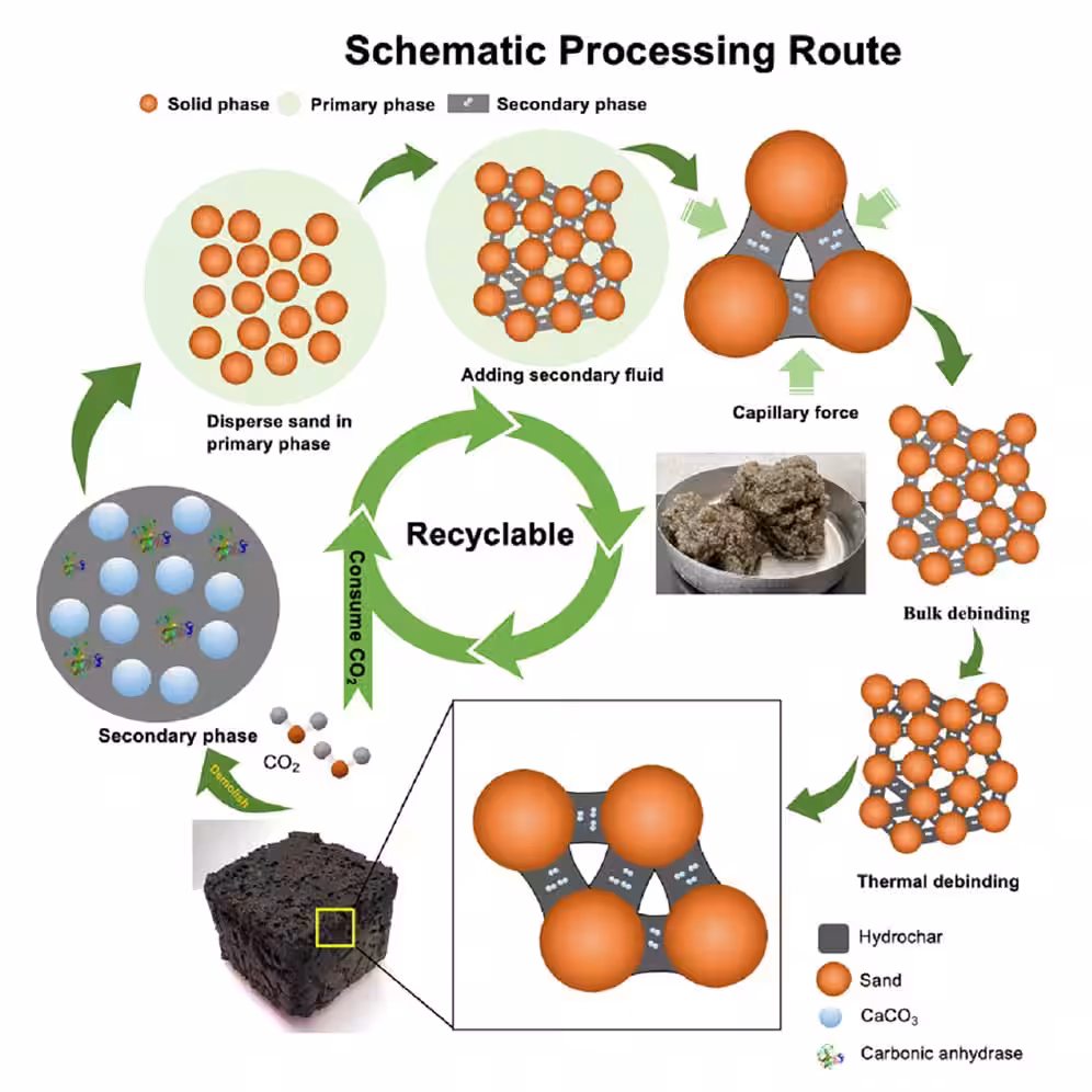 Enzyme Catalyzed Mineralization Enables Bioinspired Composite Formation