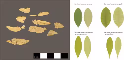 Arcm70172 Fig 0002 M