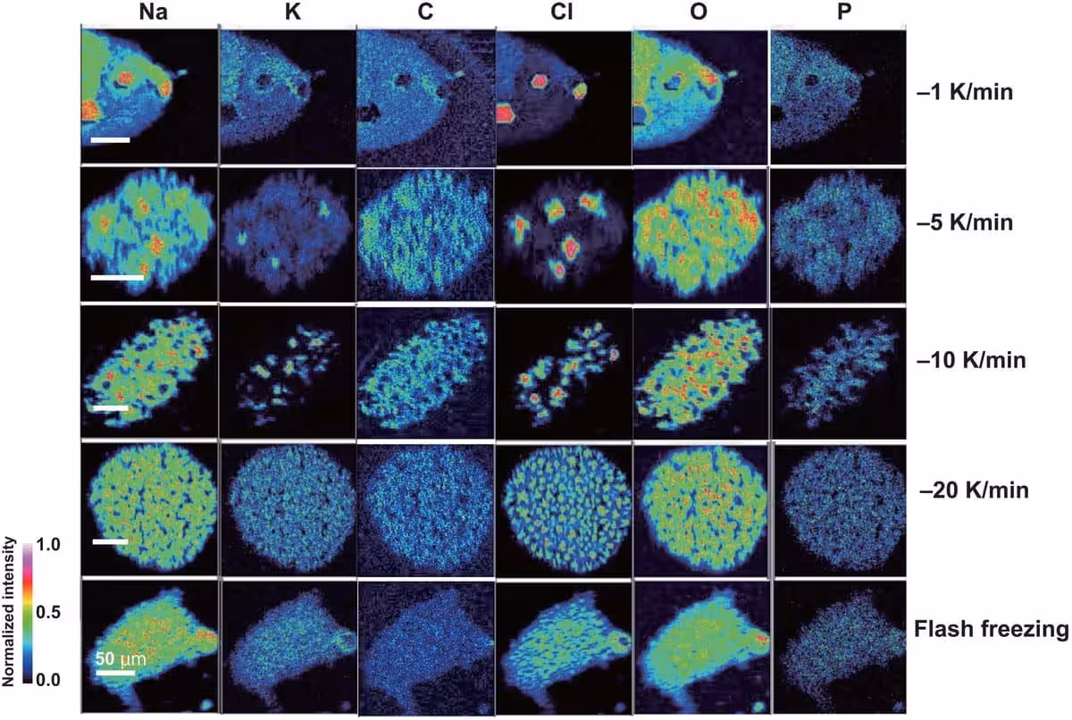 Chemical Patterns Inside Frozen Droplets Under Different Freezing Conditions
