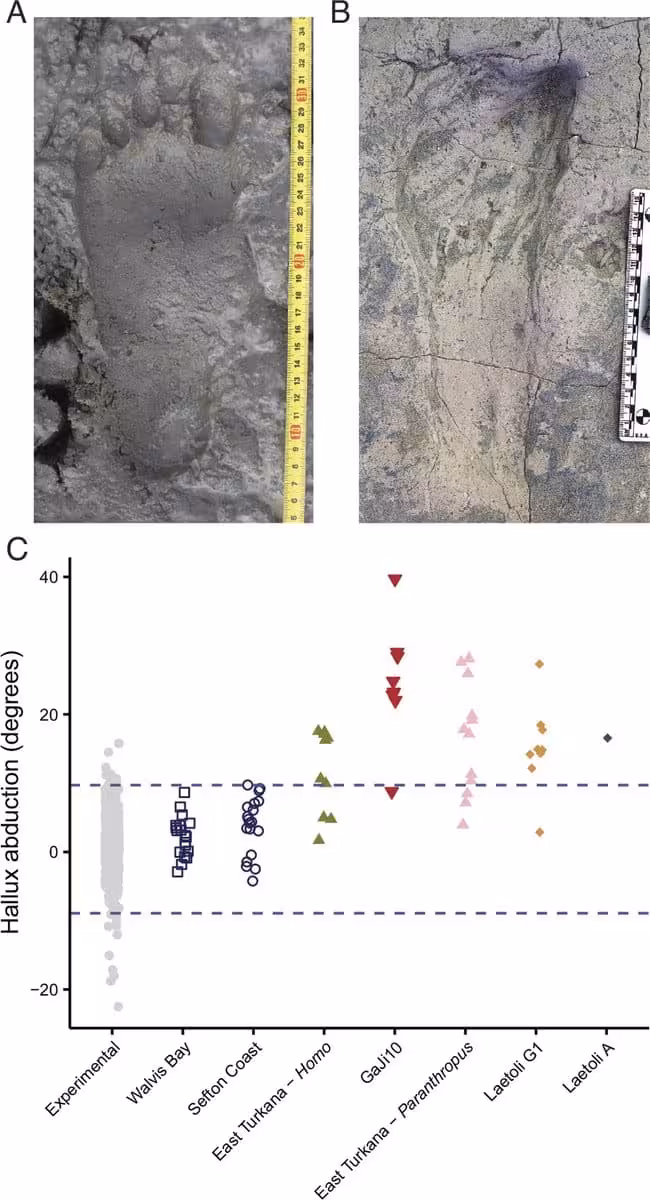 (a–b) Modern Versus Fossil Footprint, Both With An Aligned Big Toe. (c) Hallux Abduction By Sample.