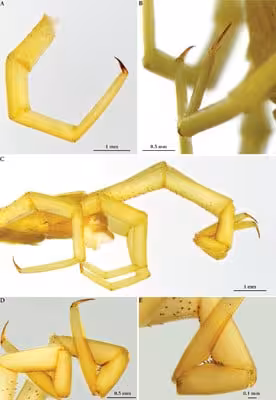 Detailed Views Of The Appendages And Morphological Features Of A Cave Dwelling Centipede.