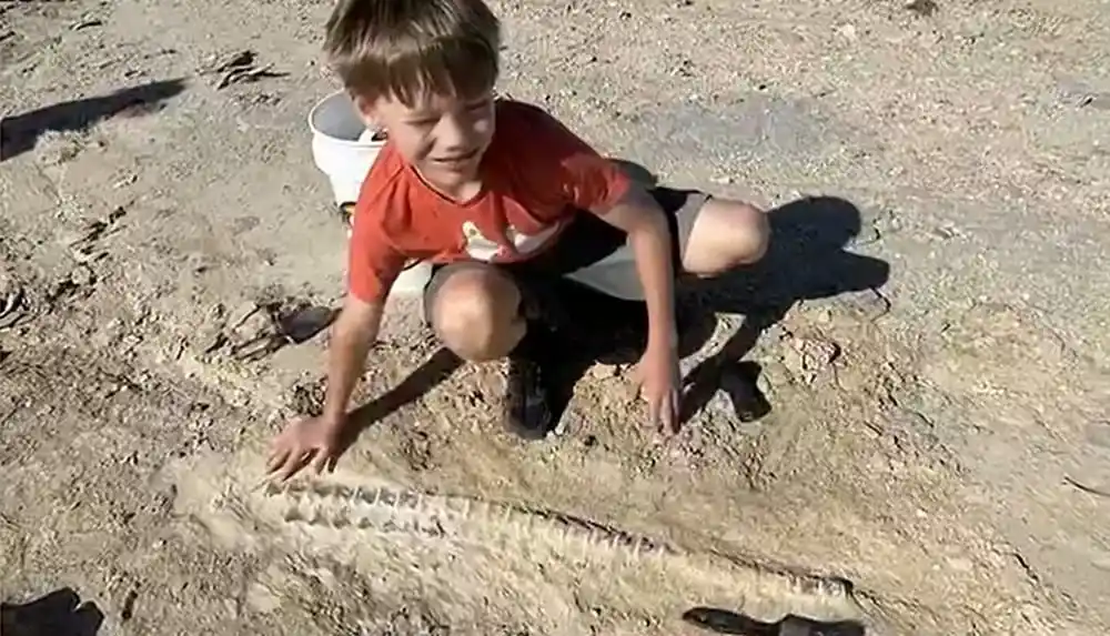 Corbin Bullard With The Tylosaurus Fossil He Discovered In Kansas.