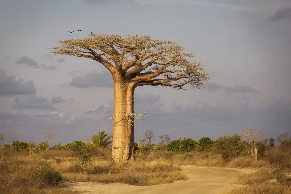 Baobab,alley,in,madagascar,,africa.,beautiful,and,colourful,landscape,with