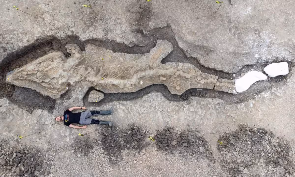 The Ichthyosaur Skeleton Is The Largest And Most Complete Fossil Of Its Kind Ever Found In The Uk