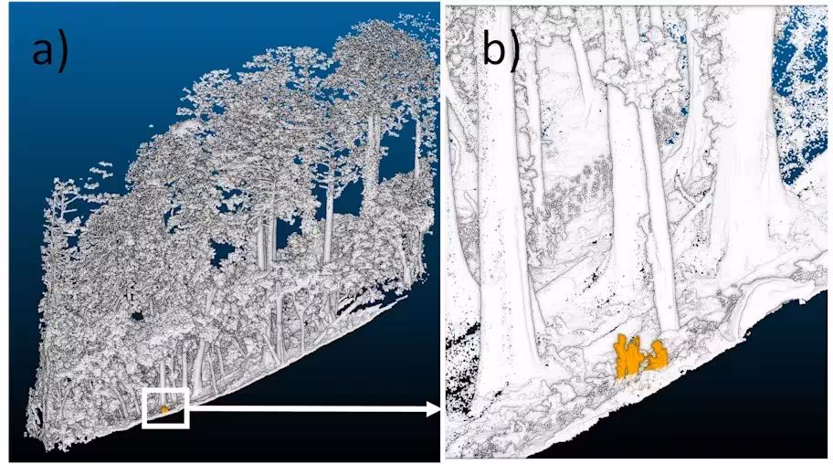 A Lidar Generated 3d Map Reveals Hidden Giant Taiwania Firs In Taiwan’s Mountainous Forests