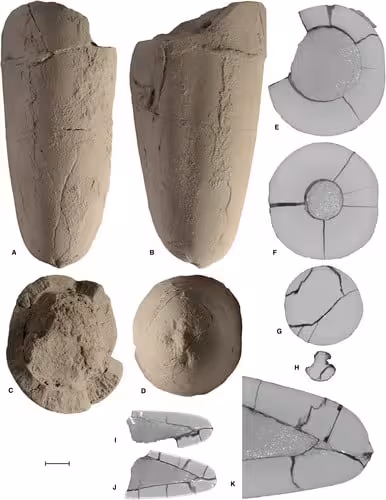 Different Views And Detailed Reconstructions Of An Ancient Squid Relative’s Fossil.