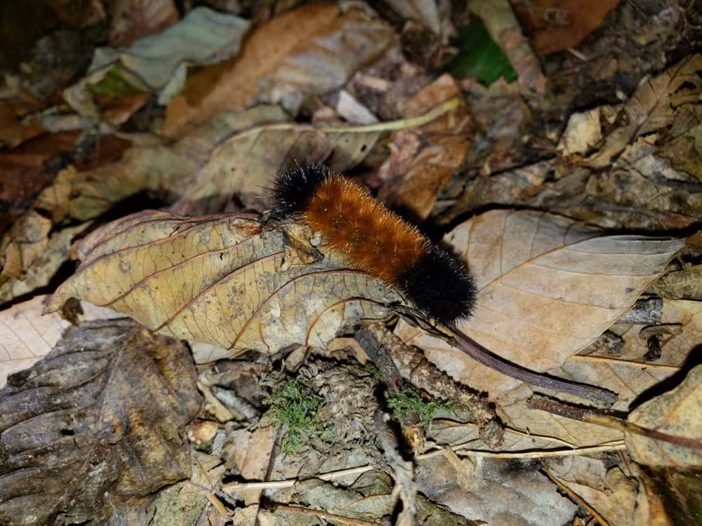 Woolly Bear Caterpillar On Leaves