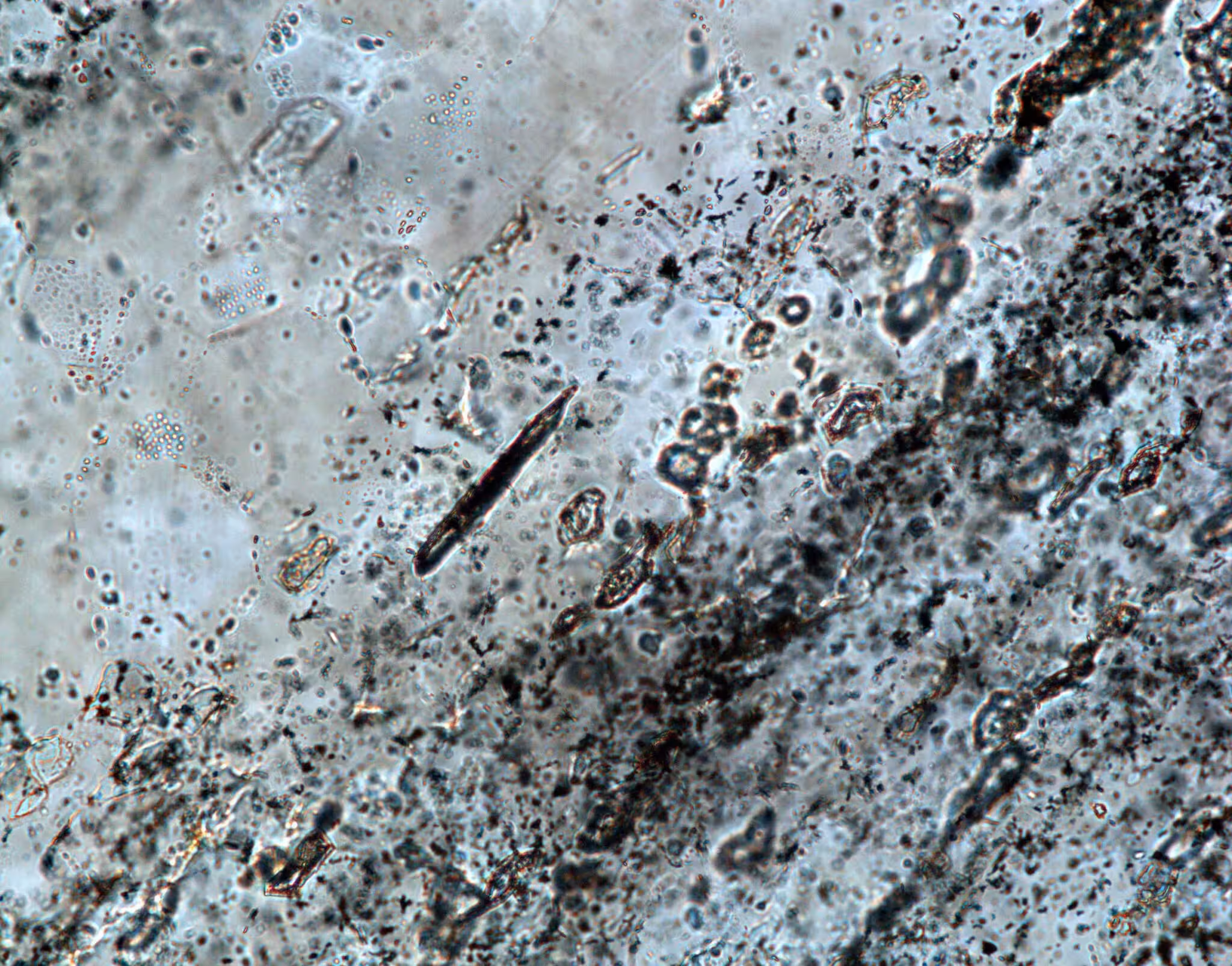 The distinctive “banded” chert examined in the study.