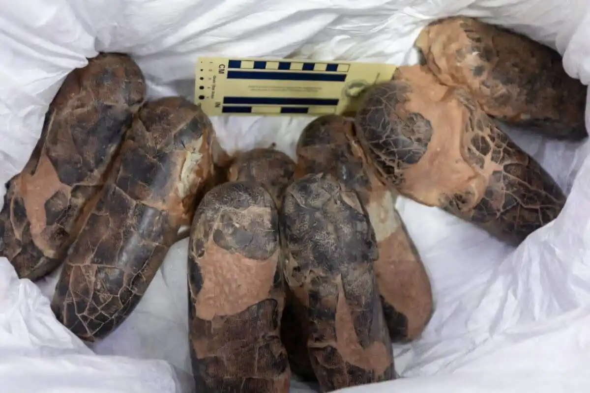 Recovered Fossil Specimens Returned To Mongolia.