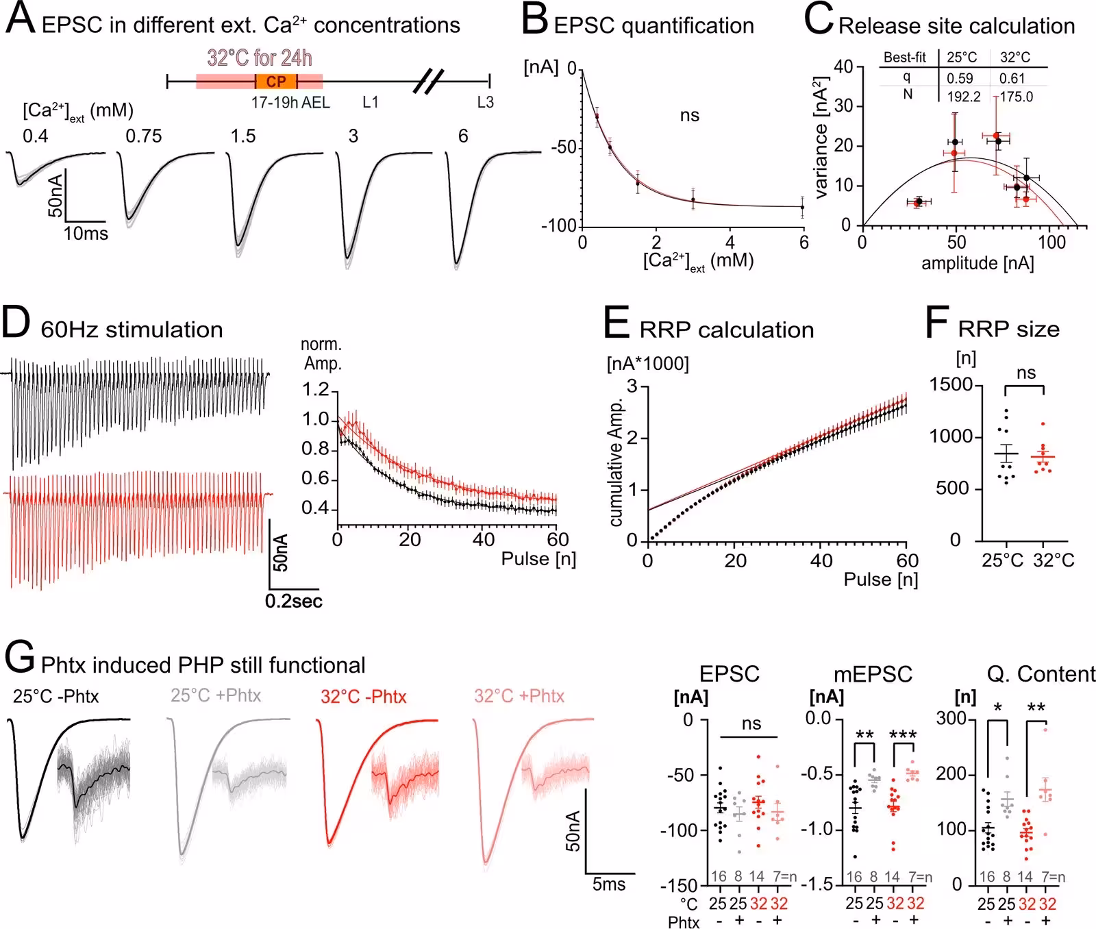 Figure 4: Physiological properties of the late larval neuromuscular junction (NMJ) following an embryonic 32 °C perturbation. (A) Representative traces of control two-electrode voltage clamp recordings, one per specimen, across a gradient of external calcium concentrations. (B) Postsynaptic current amplitude is not altered between control and embryonic heat stress-manipulated animals at any given external calcium concentration (n=5). (C) Plotting postsynaptic current amplitude against its variance to calculate quantal size (q) and the number of release sites being used (N), also did not show a significant difference between control and embryonic heat stress-manipulated animals (n=5). (D) To measure readily releasable pool size, a 60 Hz stimulus train was applied for 1 s where we could observe a slight increase in facilitation over the first 10 pulses in specimens that in their embryonic stage had experienced heat stress of 32 °C (n=9) as compared to controls (n=11). (E) Cumulative amplitude was